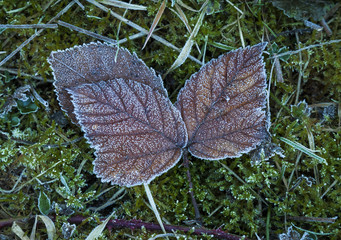 Frost covered Bramble Leaves in early morning light.