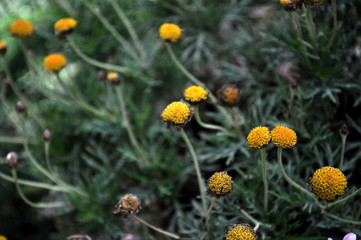 Chalice of daisies without petals
