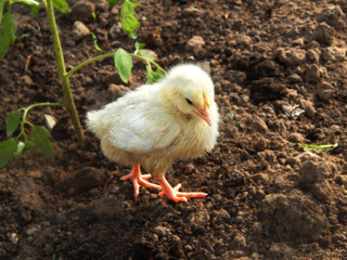 Yellow chick on the ground
