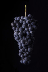 bunch of ripe dark grape with drops of water isolated on black background