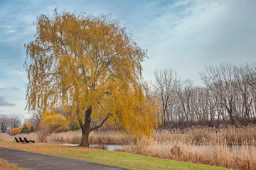 Obraz premium Alley in autumn city park. Yellow trees, orange foliage.