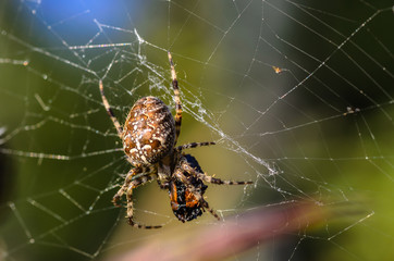 The female of spider araneus