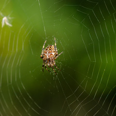 The female of spider araneus