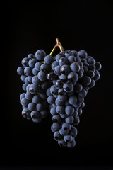 Reference, double bunch of dark grapes isolated on black background