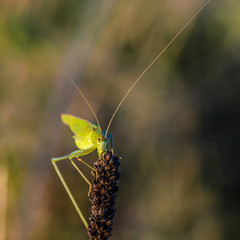 Green grasshopper with long mustaches