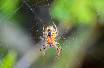 Reverse side of the spider
