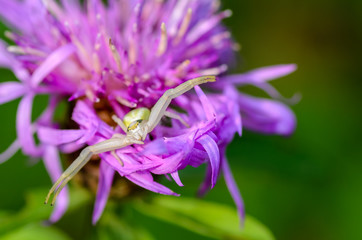 Female spider misumena vatia lurks among flower petals