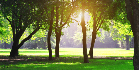 Fototapeta na wymiar Beautiful park with sunshine in spring