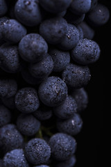 Close up, ripe dark grape berry with drops of water isolated on black background © Andriy Nekrasov