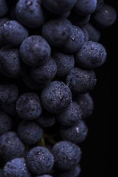 Close up, ripe dark grape berry with drops of water isolated on black background