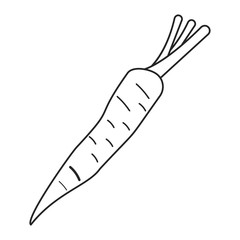 carrot vegetable nutrition thin line vector illustration eps 10