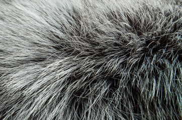 fur silver fox texture closeup
