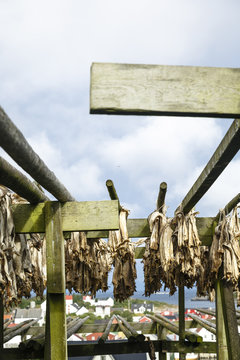 Cod fish drying, Henningsvaer village,  Lofoten Islands, Norway.