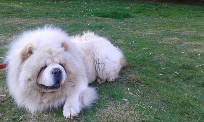 chow-chow