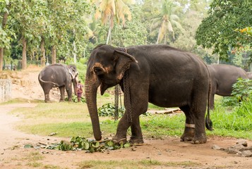Fototapeta na wymiar elephant browsing in tropical forest on Sri Lanka
