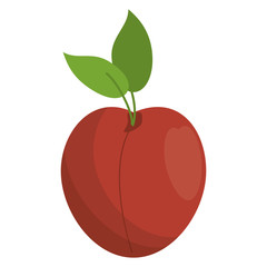 apricot fruit nutrition icon vector illustration eps 10
