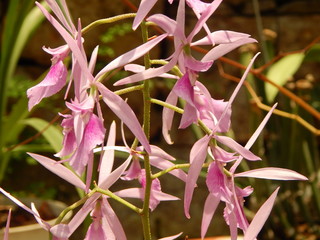 Vuelo de orquídeas