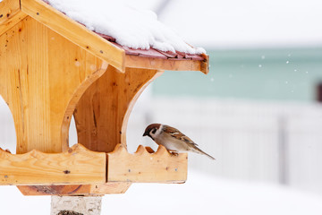 Obraz premium Bird feeder with Eurasian tree sparrow (passer montanus)