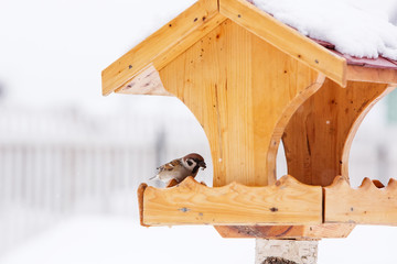 Bird feeder with Eurasian tree sparrow (passer montanus)