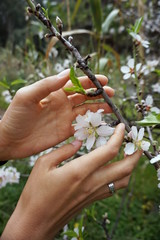 Flowering almond