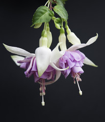 Fuchsia Bloom