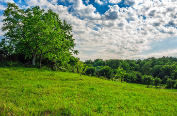 tree in rural area on beautiful summer day