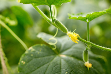 close up of cucumber growing at garden