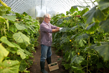 old man picking cucumbers up at farm greenhouse