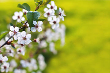 Fresh cherry blossoms on green background with copy space outdoors close-up macro . Spring borderfloral background.