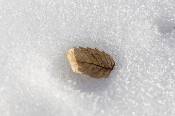Dry leaf over a ice background