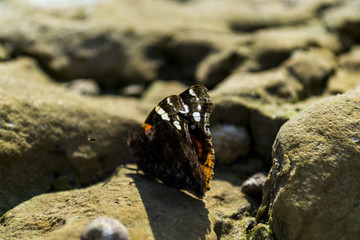 Butterfly on stone