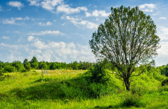 tree in rural area on beautiful summer day