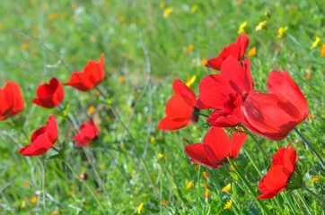 Obraz premium Wild Anemone flowers