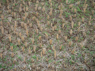 dry paddy fields