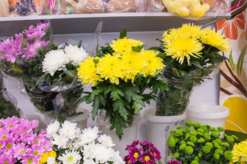 Fresh big yellow purple white chrysanthemum closeup
