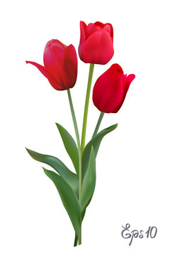 Red Tulips isolated on white background close up.