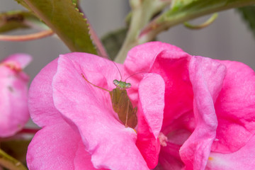close up macro little cute mantis hiding in pink flower
