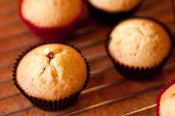 baking cupcake, muffins on Oven-tray close up