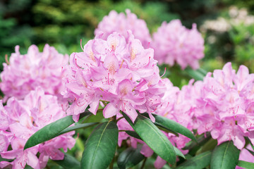 Flower Pink Rhododendron close-up
