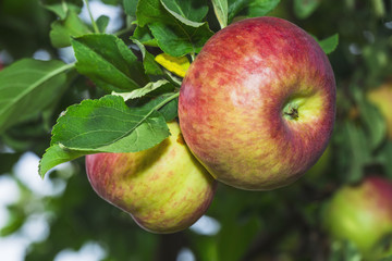 Red apples on the tree