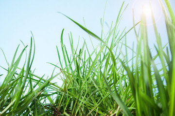 leaf grass on a blue background