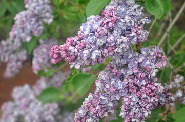 Lilac blossoms