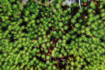 Green moss close-up form in the shape of a star, texture, wild plant in the woods.