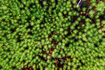 Green moss close-up form in the shape of a star, texture, wild plant in the woods.