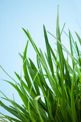 Fototapeta premium great detail leaf grass on a blue background