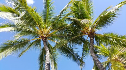 Coconut palm trees in Honolulu, Hawaii