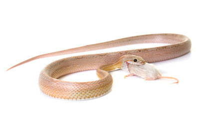 corn snake eating mouse