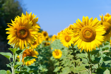 Field of sunflowers