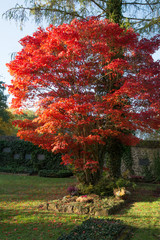 herbstfarben auf dem friedhof von kloster arnsburg