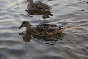 Wild duck on lake